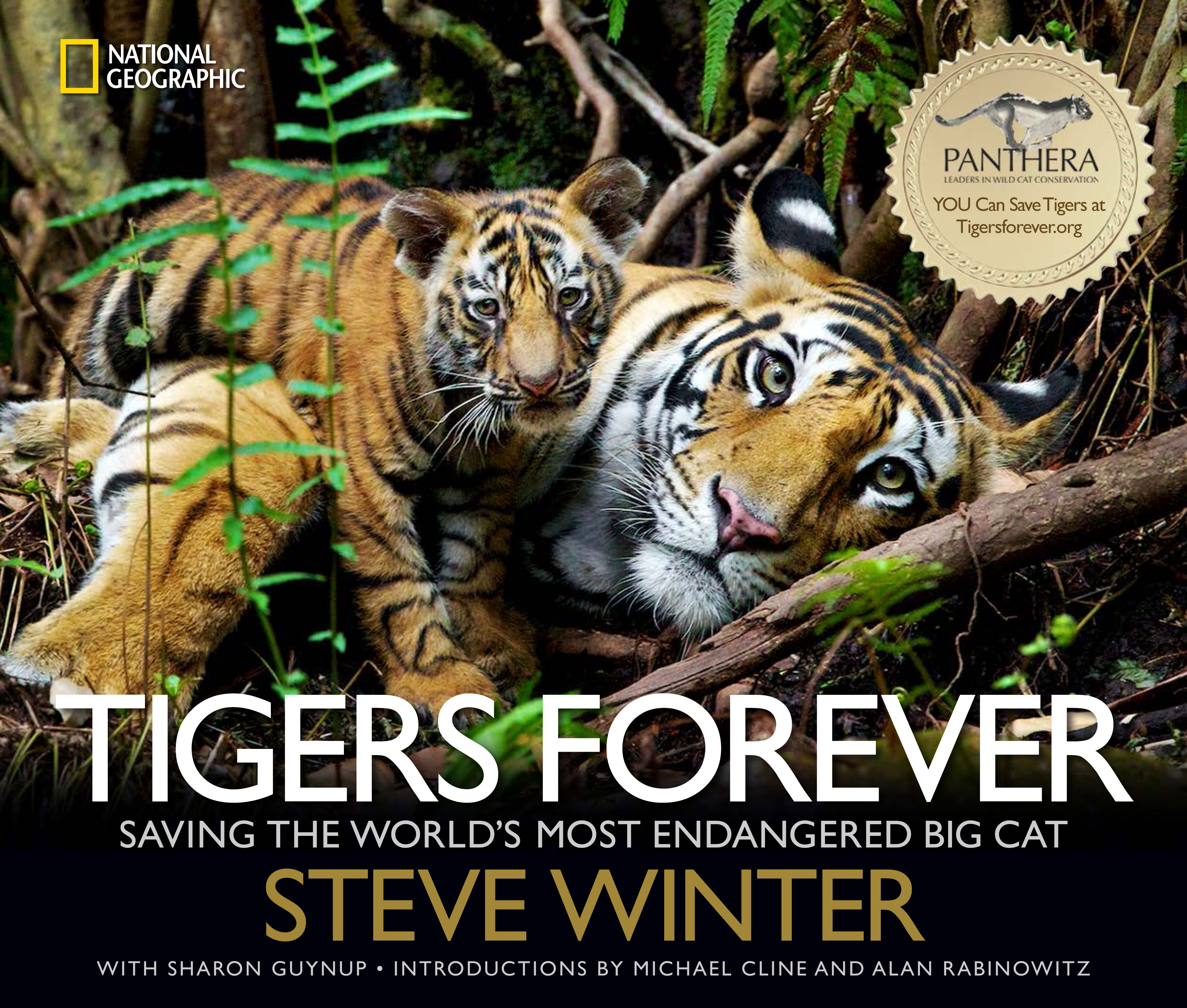 Tiger Photography · Purchase of Tiger Prints & Photographs · YellowKorner