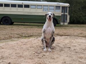 Full-grown Walter in front of backyard bus.