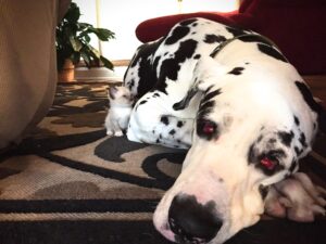 Great Dane with a kitten