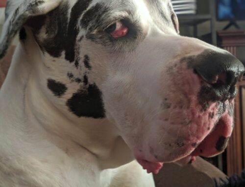 My Time at Tiger Haven:  A Great Dane’s Not-So Happy Tale