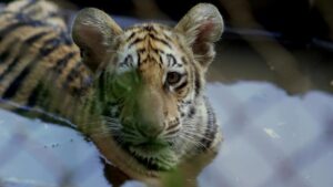 a tiger cub in a pool at Tiger Haven